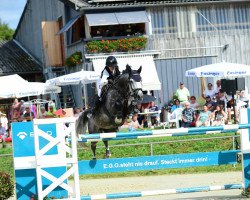 jumper Classe Lady (Zangersheide riding horse, 2016, from K.i Parrandero)