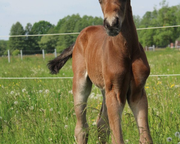 horse Amicelli (German Sport Horse, 2022, from Askapino)