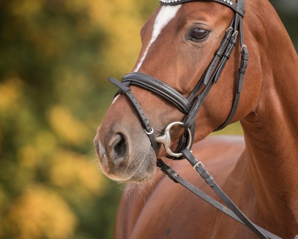 dressage horse Rosalie 234 (Bavarian, 2012, from Ricardo Star)