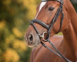 dressage horse Rosalie 234 (Bavarian, 2012, from Ricardo Star)