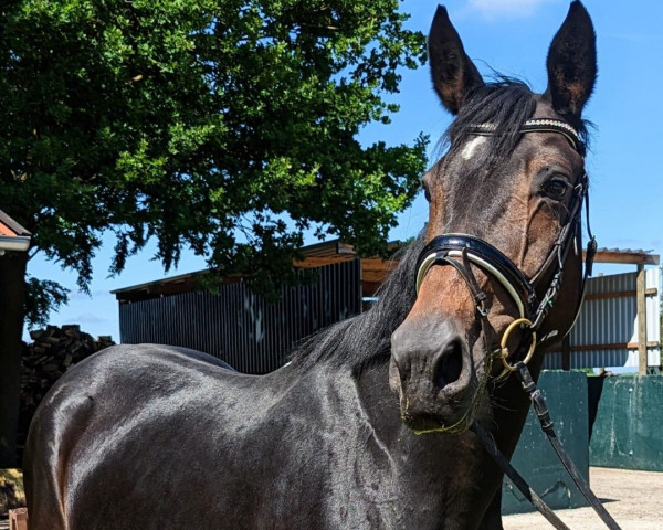 broodmare Rock'n Rose (Westphalian,  , from Rock Forever NRW)