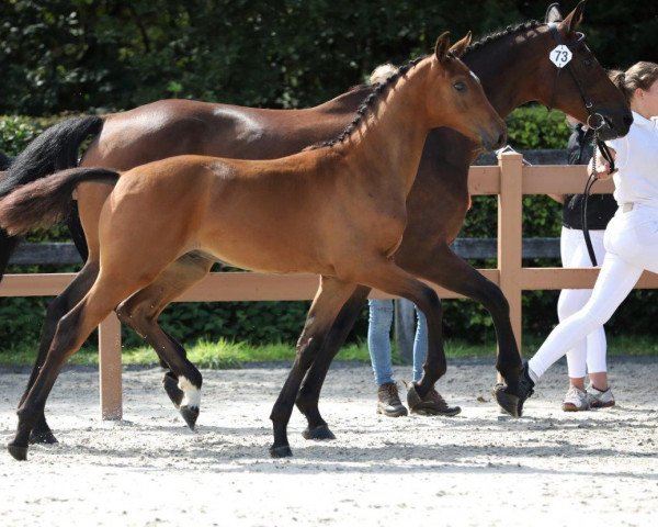 horse Oszy (KWPN (Royal Dutch Sporthorse), 2019, from Heineken Vk VDL)