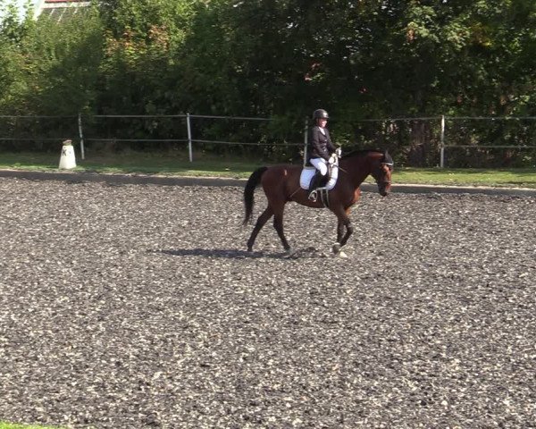 Reitturnier Gerasdorf bei Wien 2023