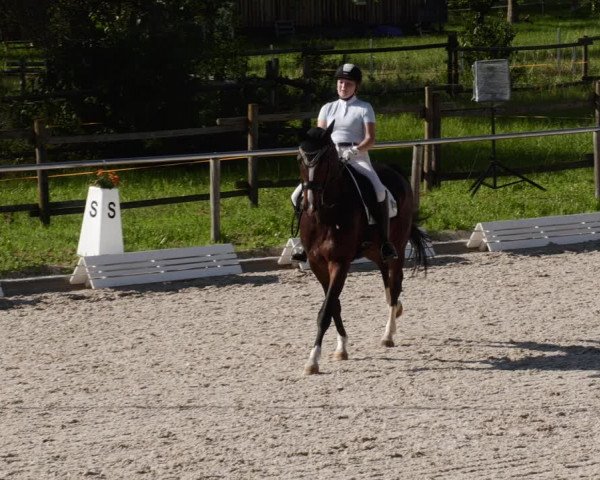 Reitturnier Köngen 2023