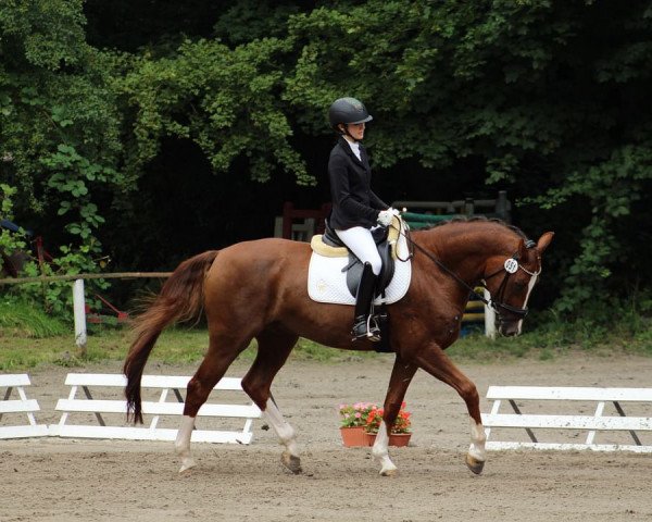 horse D’Artagnan 231 (Westphalian, 2017, from D'Egalite)