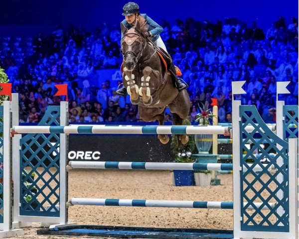 jumper Csio Bel (Selle Français, 2012, from Tinka's Boy)