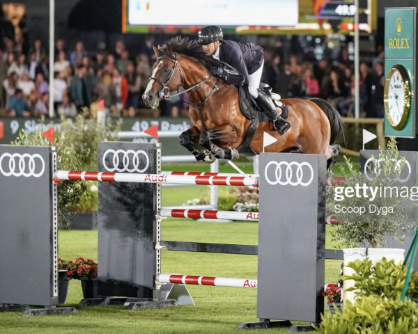 jumper Tinka's Hero Z (Zangersheide riding horse, 2011, from Tinka's Boy)