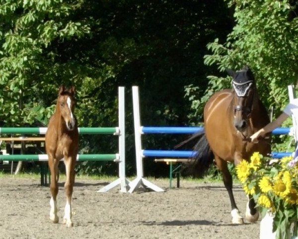 horse Diacalando LT (Westphalian, 2023, from Diablue PS)