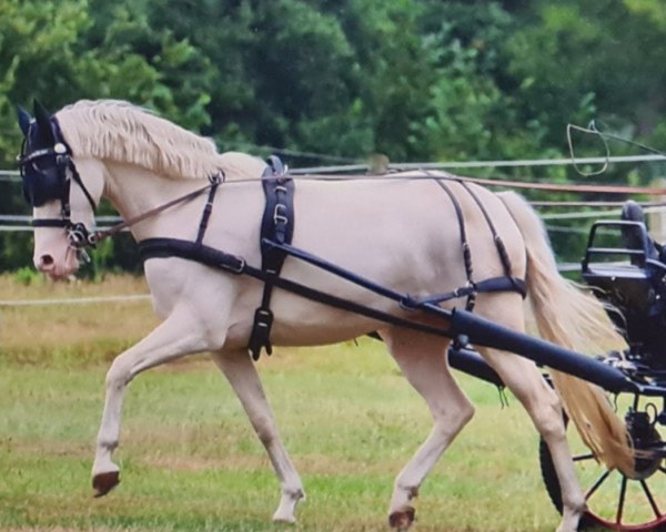 Zuchtstute Steverheides Alles Rosa (Deutsches Reitpony, 2018, von A Gorgeous)