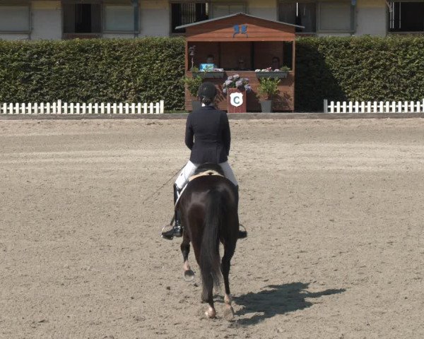 Reitturnier Gerasdorf bei Wien 2023