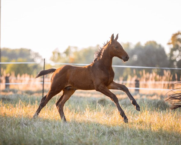 Pferd Carlo Caracho (Westfale, 2023, von Charaktervoll Hv)