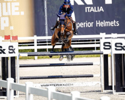 Springpferd Devil V.d. To Jo Pe Hoeve (KWPN (Niederländisches Warmblut), 2008, von Quasimodo Z)