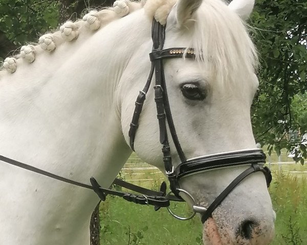 horse Glann Playboy (Connemara Pony, 2011, from Callow Rory) horse Glann Playboy (Connemara Pony, 2011, from Callow Rory)