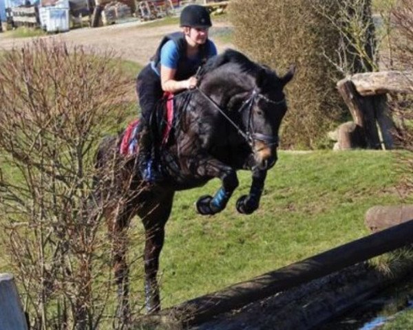 jumper Confide In Me (Hanoverian, 2013, from Cent 15)