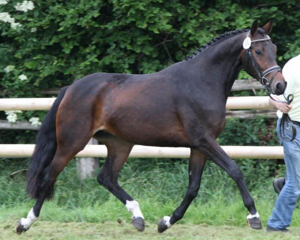 Zuchtstute Carina (Hannoveraner, 2010, von Clinton I)