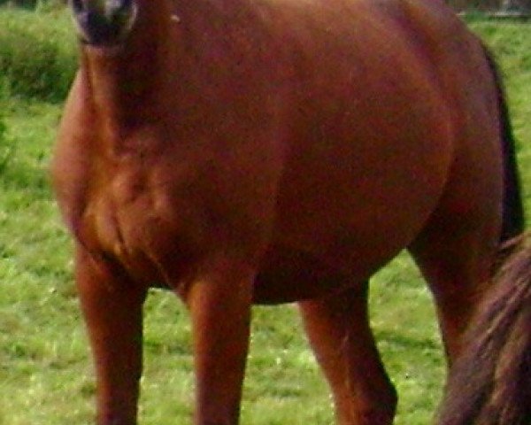 Pferd Amber Noelle (Hannoveraner, 2006, von Abke 4)