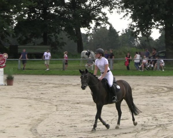 Reitturnier Datteln 2023