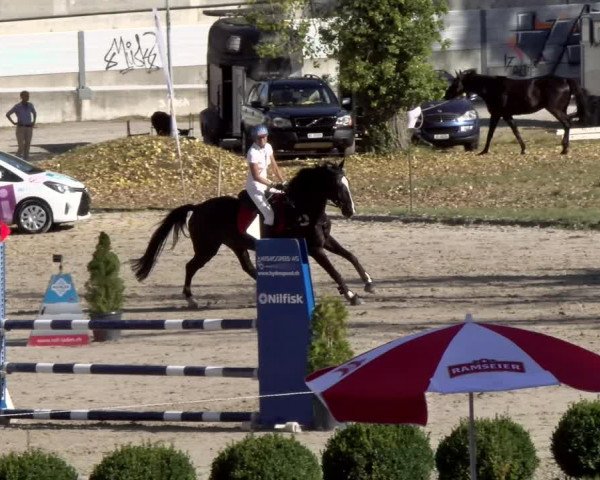 Reitturnier Basel Schänzli 2021