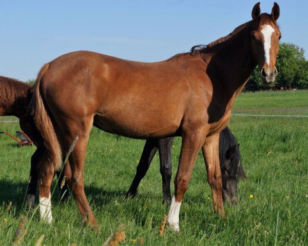 Pferd Quisqueya RD (Hannoveraner, 2017, von Quickly de Kreisker)