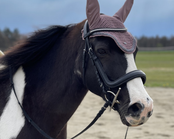 Dressurpferd Yakota (Lewitzer, 2008)