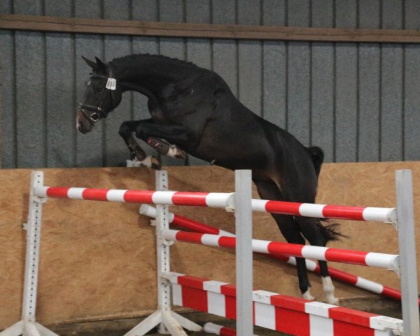 Zuchtstute Constanze RD (Hannoveraner, 2019, von Cent 15)