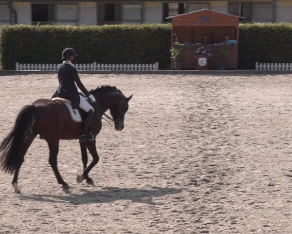 Reitturnier Gerasdorf bei Wien 2023