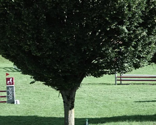 Reitturnier Aadorf 2023