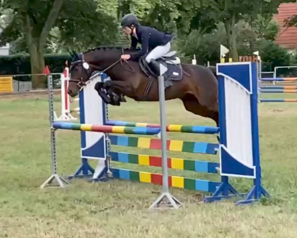 Springpferd Sancha 6 (Deutsches Reitpony, 2015, von Black Power)