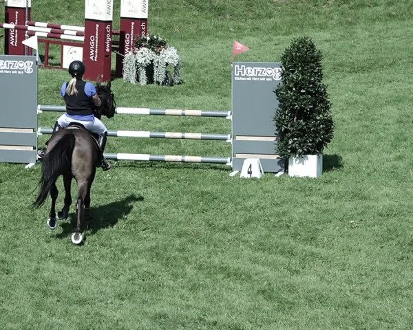 Reitturnier Aadorf 2023