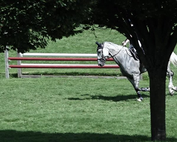 Reitturnier Aadorf 2023