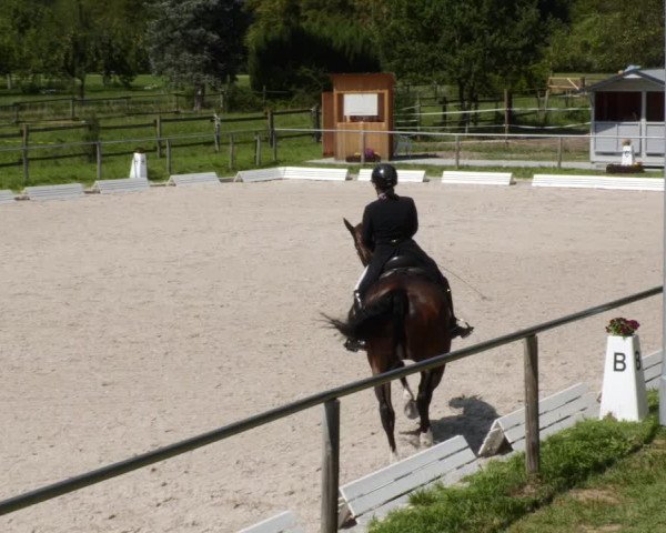 Reitturnier Köngen 2023