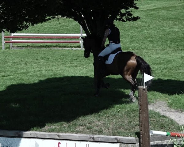 Reitturnier Aadorf 2023