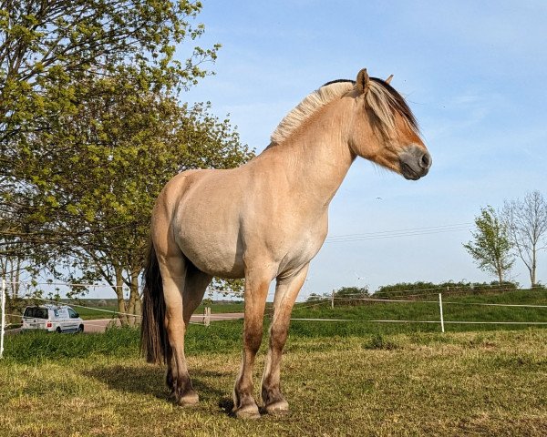 Pferd Robin Hood (Fjordpferd, 2021, von Klosterhof's Ragnir)