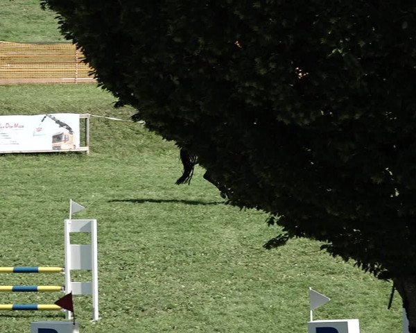 Reitturnier Aadorf 2023