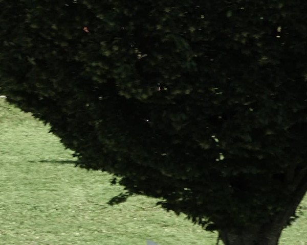 Reitturnier Aadorf 2023