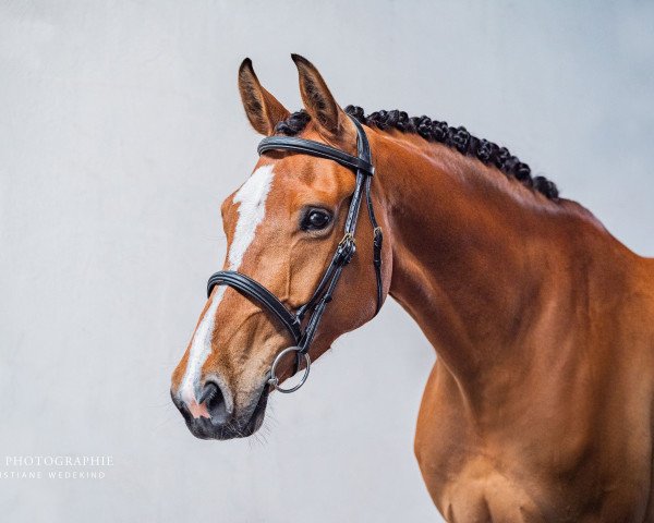 broodmare Libelle 314 (Holsteiner, 2016, from Livello)