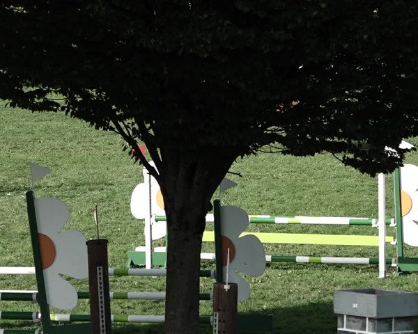 Reitturnier Aadorf 2023