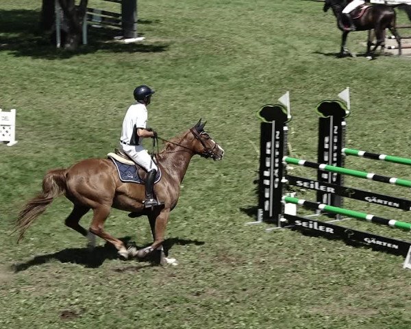 Reitturnier Aadorf 2023