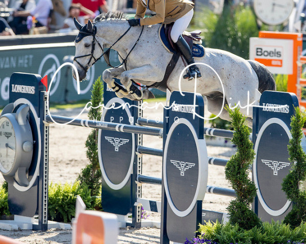 jumper Bentley van't Hulgenrode Z (Zangersheide riding horse, 2013, from Bamako de Muze)