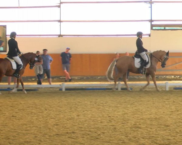 Reitturnier Datteln 2023