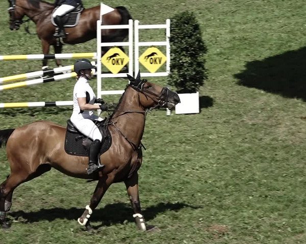 Reitturnier Aadorf 2023