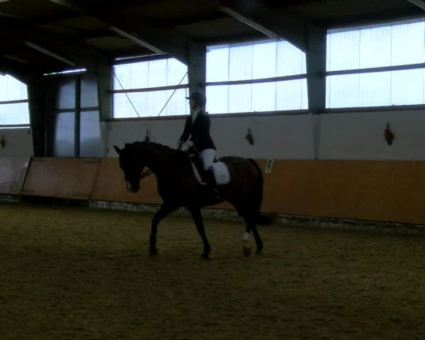 Reitturnier Datteln 2023