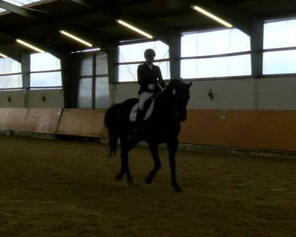 Reitturnier Datteln 2023