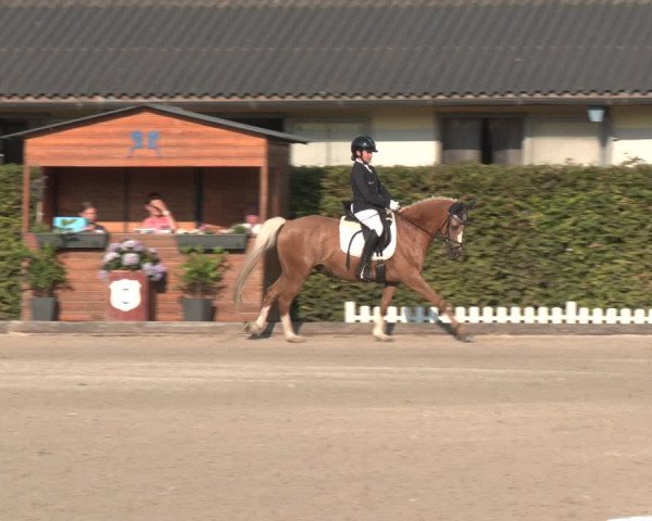 Reitturnier Gerasdorf bei Wien 2023