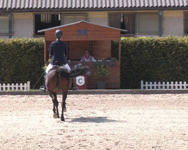 Reitturnier Gerasdorf bei Wien 2023
