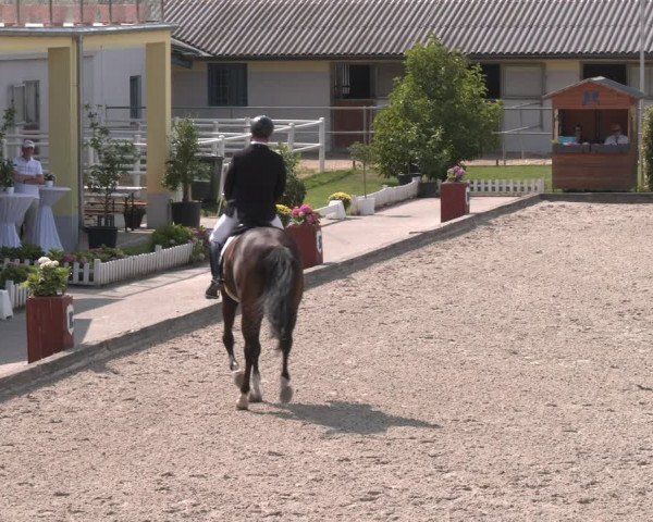 Reitturnier Gerasdorf bei Wien 2023