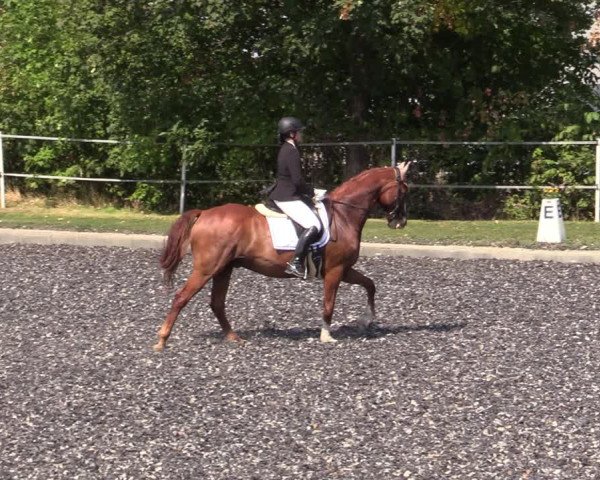 Reitturnier Gerasdorf bei Wien 2023