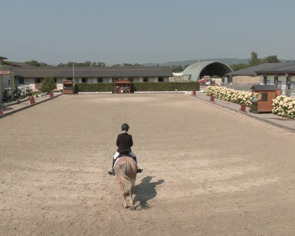 Reitturnier Gerasdorf bei Wien 2023