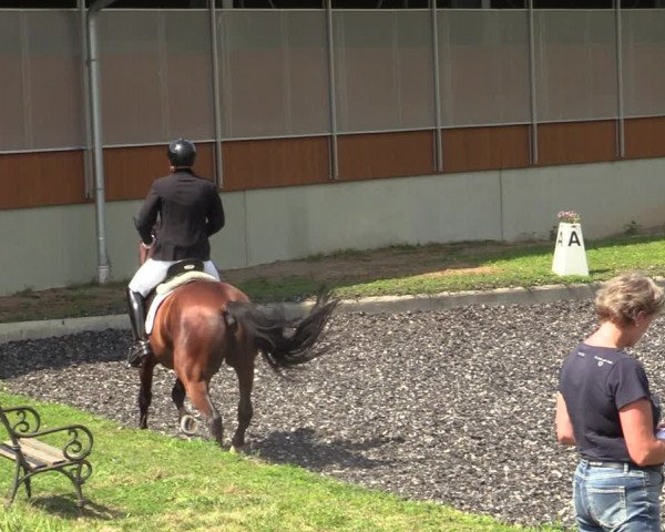 Reitturnier Gerasdorf bei Wien 2023