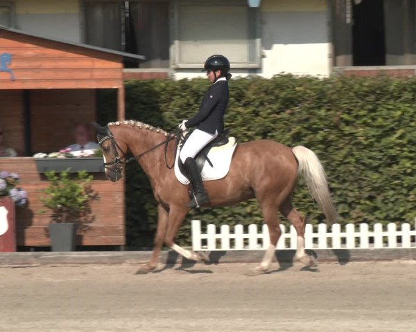 Reitturnier Gerasdorf bei Wien 2023